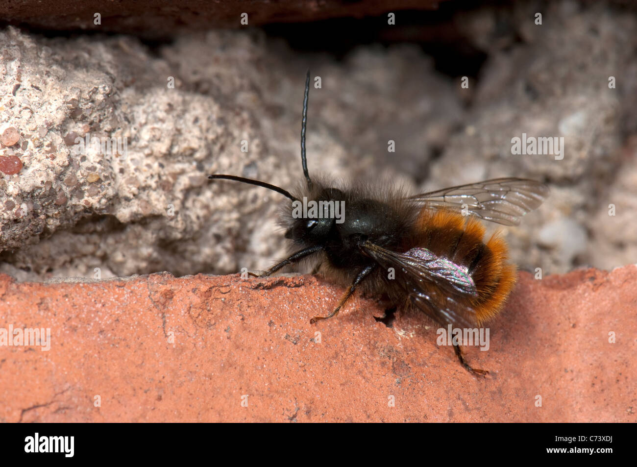 Rote Mauerbiene (Osmia Bicornis, Osmia Rufa) an einer Wand. Stockfoto