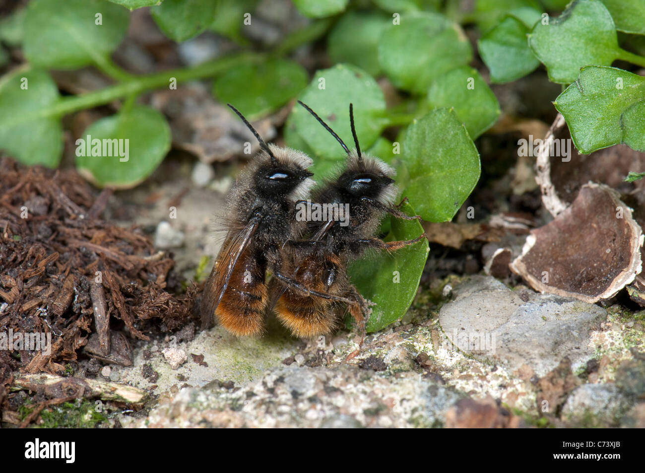 Rote Mauerbiene (Osmia Bicornis, Osmia Rufa), Paarung. Stockfoto