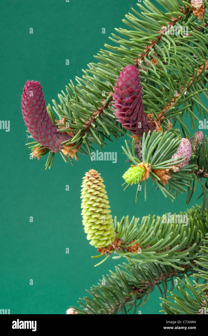 Gemeinsamen Fichte, Fichte (Picea Abies). Zweig mit männlichen und weiblichen Blüten. Stockfoto