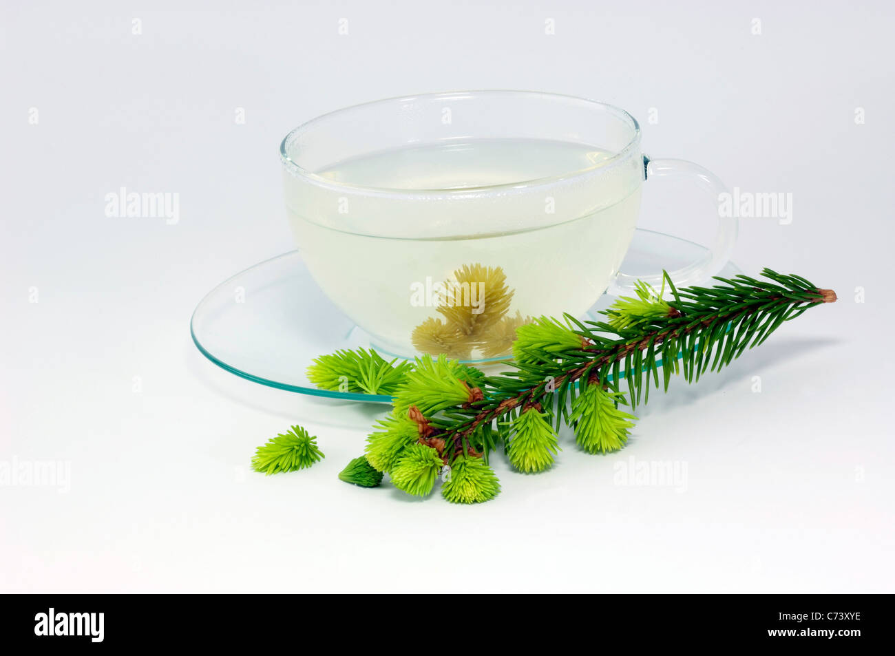 Gemeinsamen Fichte, Fichte (Picea Abies). Glasschale mit Infusion von frischen Sprossen und Zweig. Stockfoto