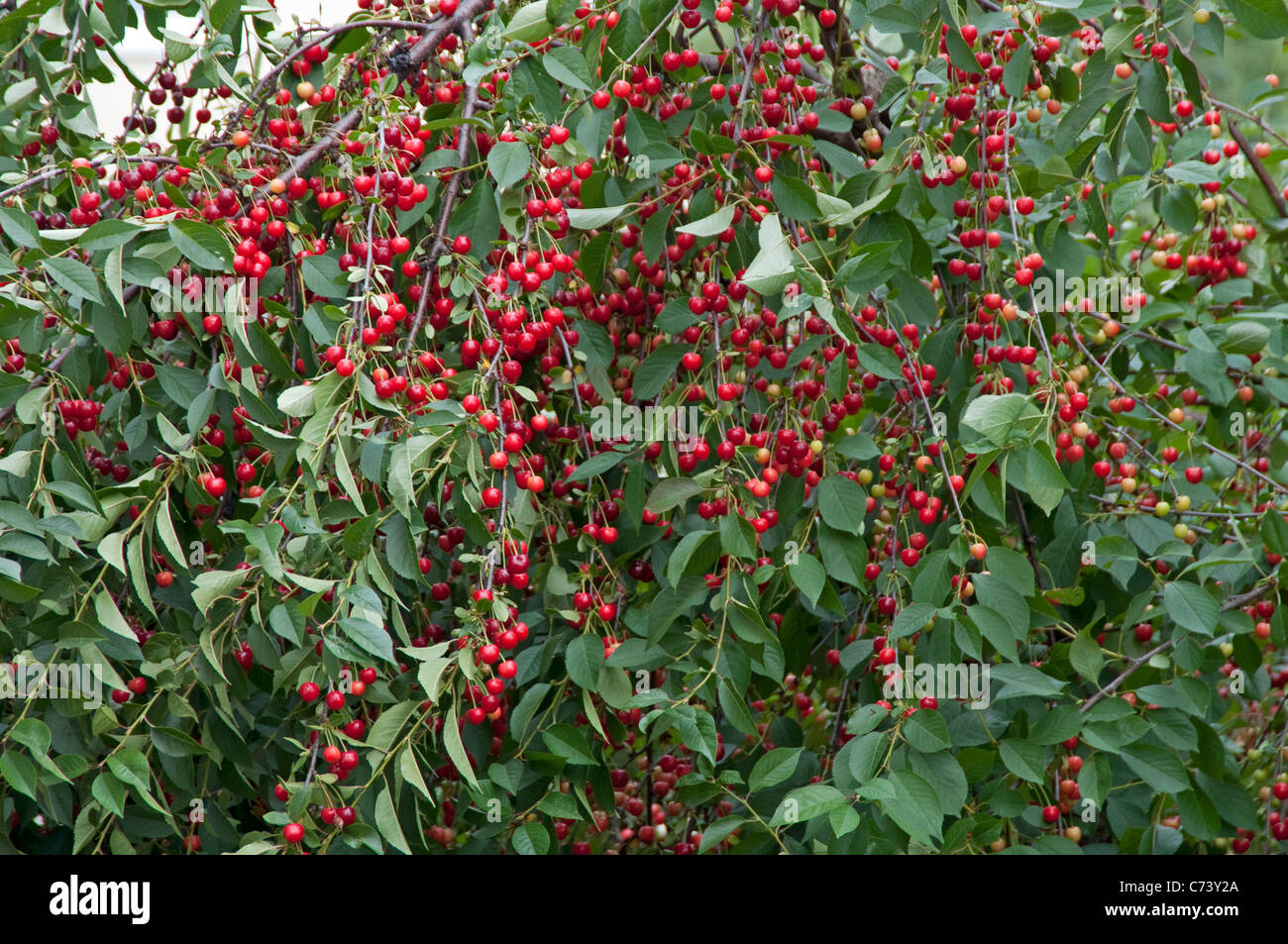 Sauerkirsche (Prunus Cerasus), reife Frucht auf einem Baum. Stockfoto