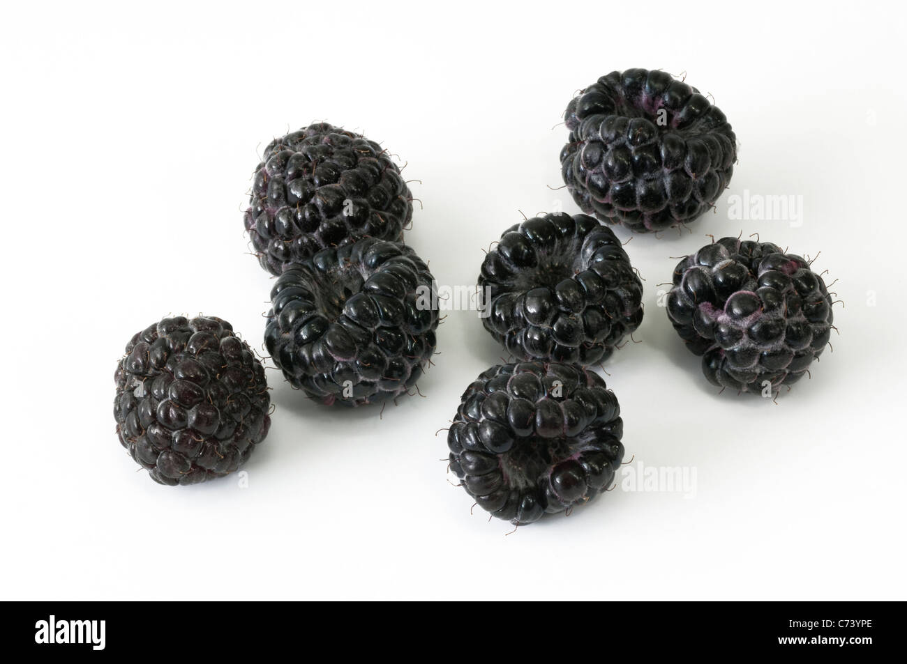 Perle schwarz Himbeer (Rubus Occidentalis schwarze Juwel). Reifen Beeren. Studio Bild vor einem weißen Hintergrund. Stockfoto