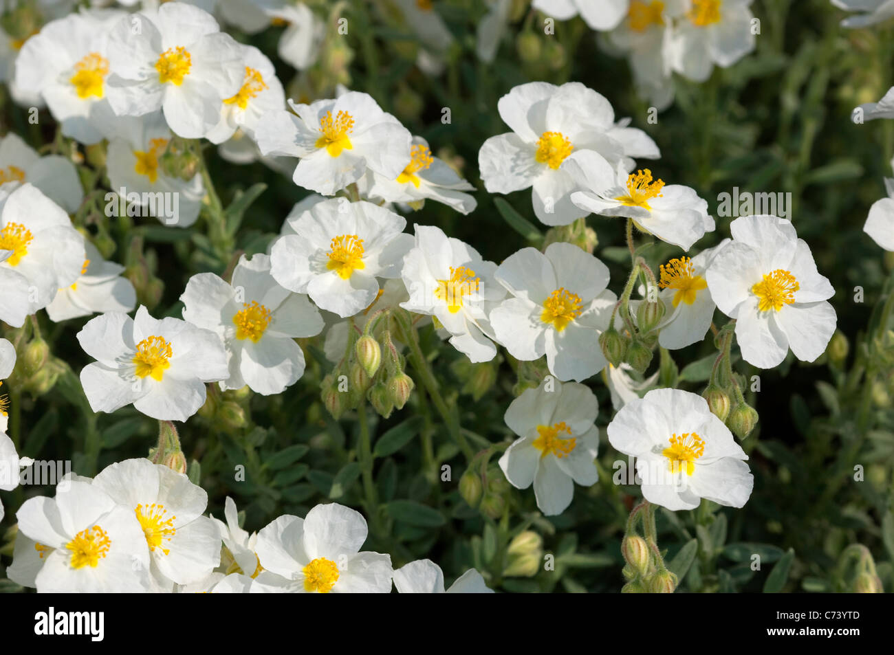 Rock Rose (Helianthemum Croceum), weiß blühende Pflanze. Stockfoto