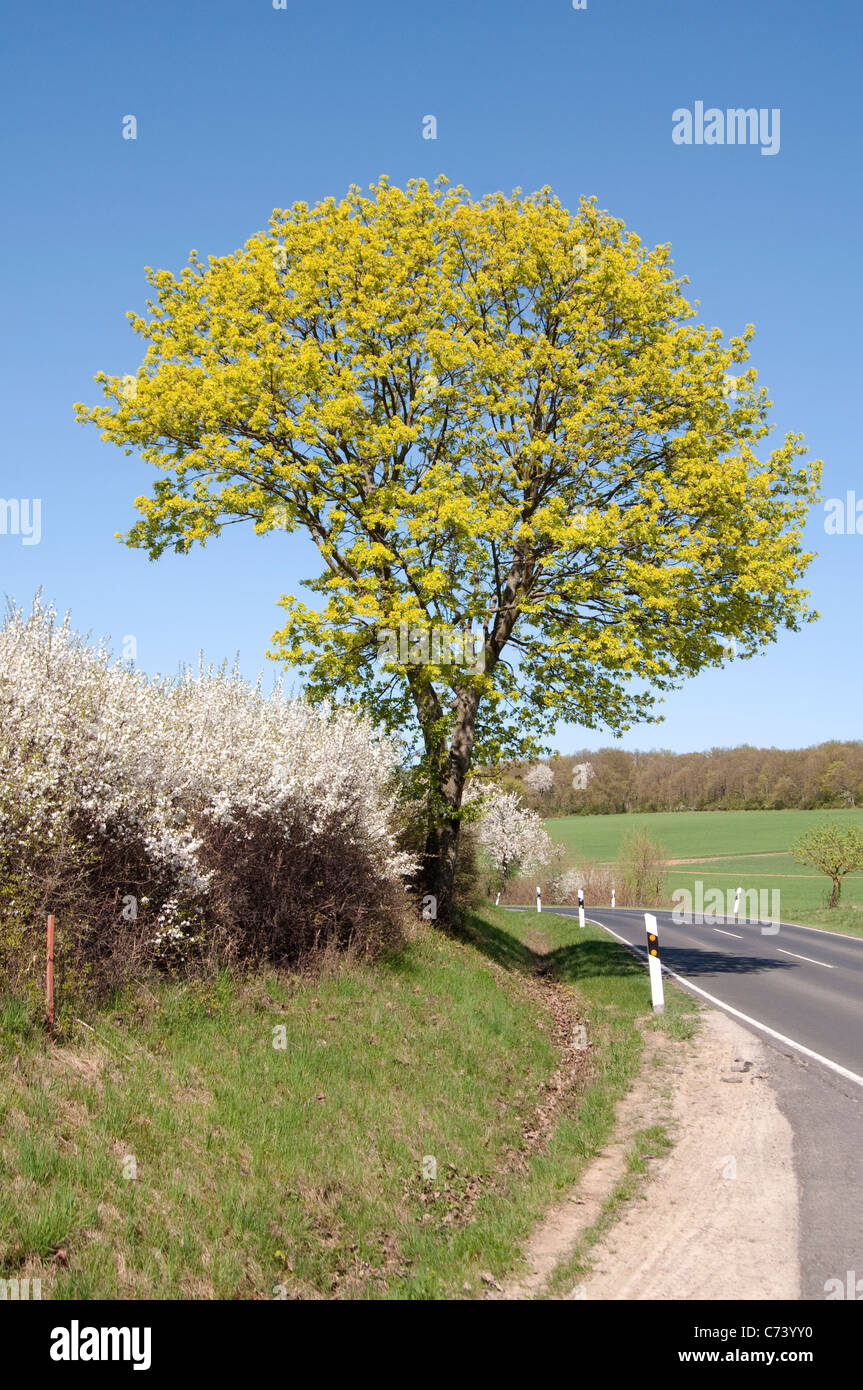 Spitz-Ahorn (Acer Platanoides), blühender Baum auf einem Straßenrand. Stockfoto