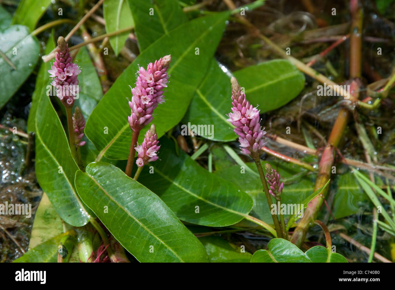 Wasser-Knöterich (Persicaria Amphibia, Polygonum Amphibium), blühende Pflanze. Stockfoto
