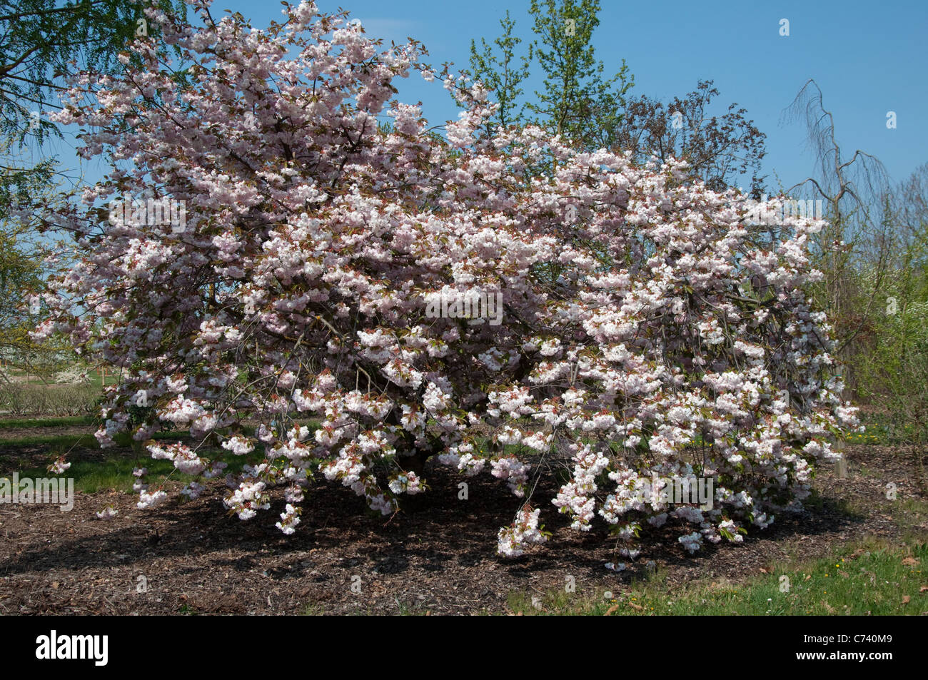 Japanische Kirsche, orientalische Kirsche (Prunus Serrulata), blühender Baum. Stockfoto