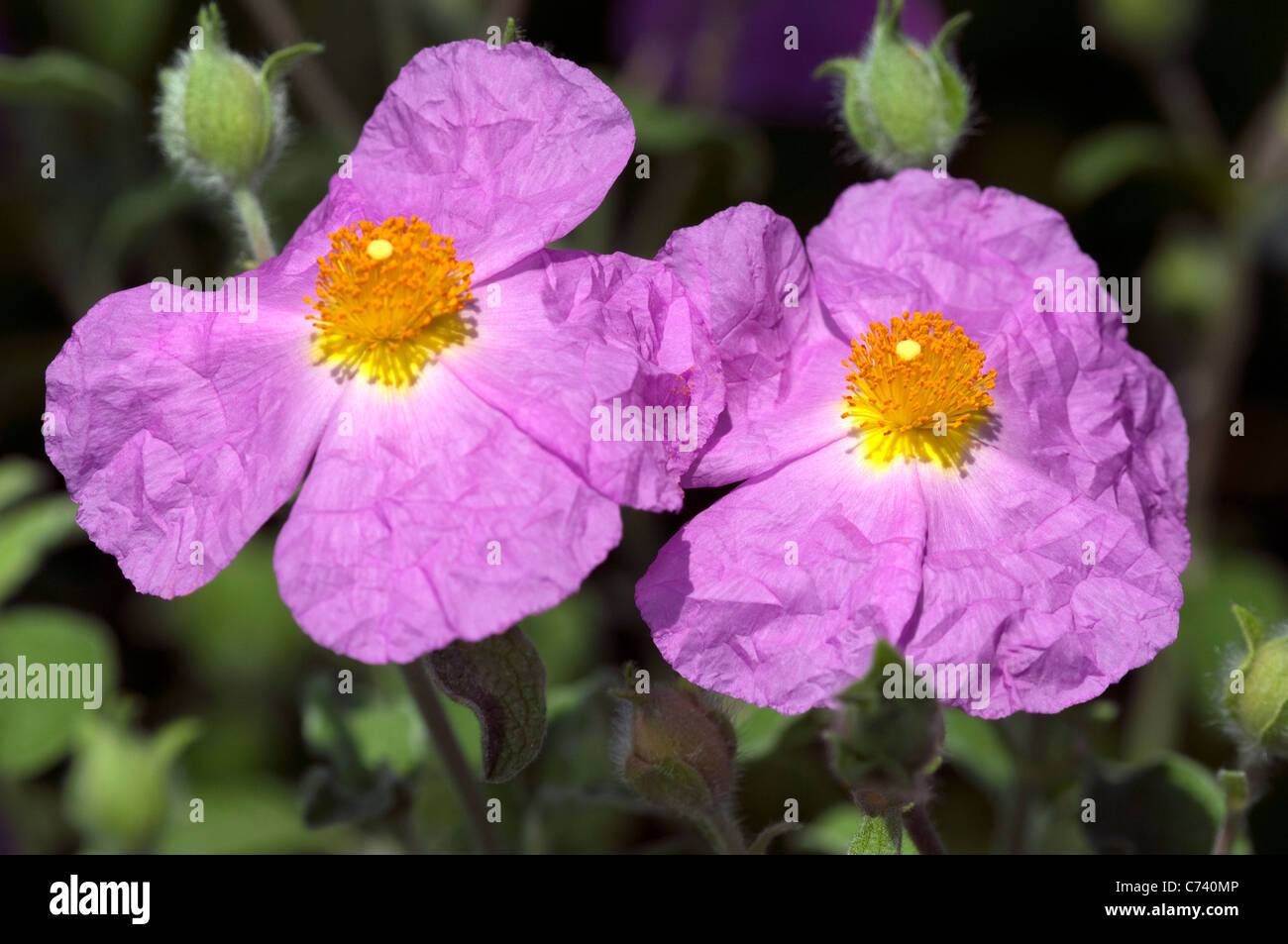 Zistrose (Cistus Parviflorus), Blumen. Stockfoto