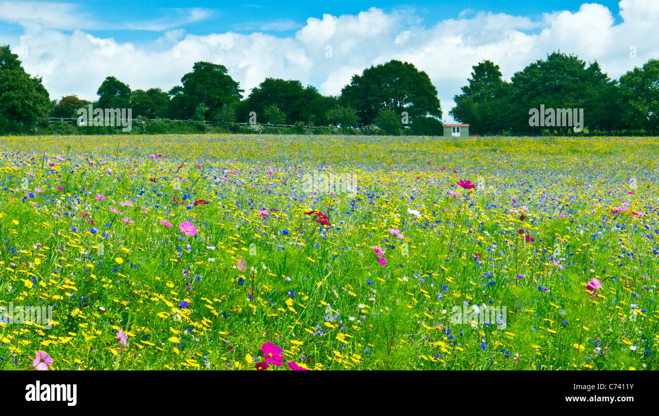 Wilde Blumenfeld nahe Pulborough, West Sussex Großbritannien UK Stockfoto