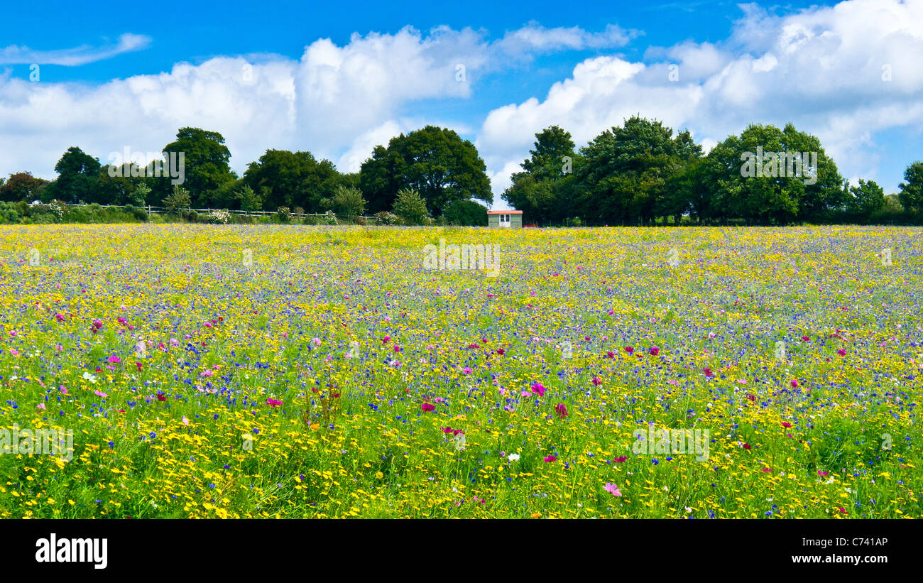 Wilde Blumenfeld nahe Pulborough, West Sussex Großbritannien UK Stockfoto