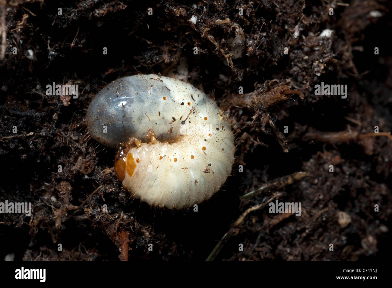 Rose Chafer (Cetonia Aurata), Larve im Boden. Stockfoto