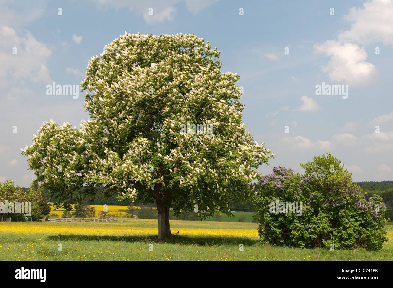 Rosskastanie (Aesculus Hippocastanum), blühender Baum. Stockfoto