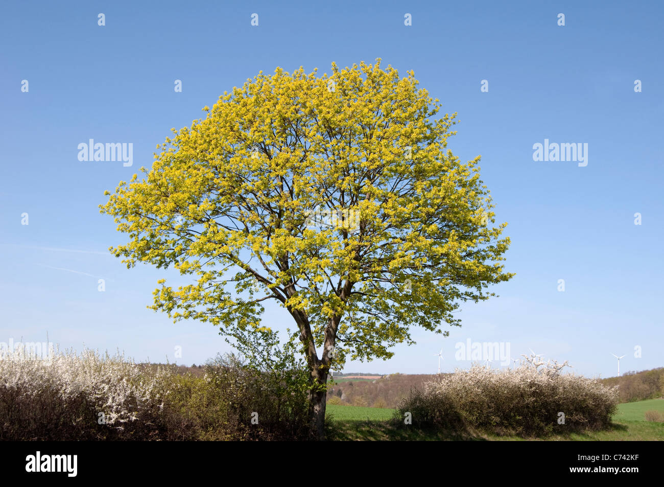 Spitz-Ahorn (Acer Platanoides), blühender Baum. Stockfoto