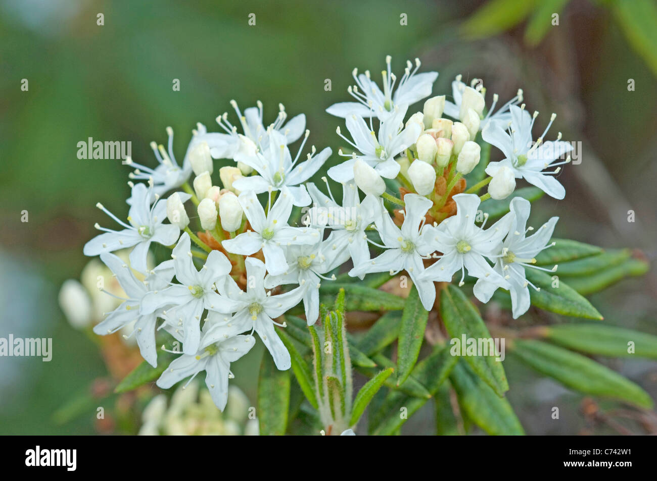 Marsh Sumpfporst, nördlichen Sumpfporst, wilden Rosmarin (Ledum Palustre), Blumen. Stockfoto