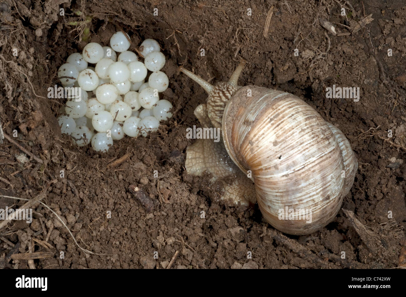 Roman Snail Schnecken Schnecke, essbare Schnecke (Helix Pomatia) sein Nest mit Erde schließen. Stockfoto