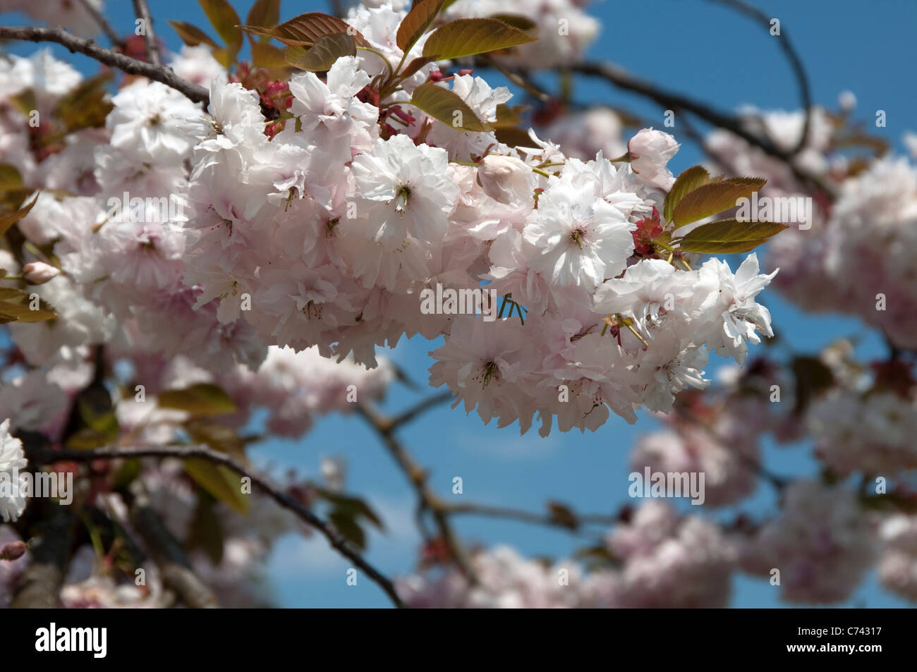 Japanische Kirsche, orientalische Kirsche (Prunus Serrulata), blühender Zweig. Stockfoto