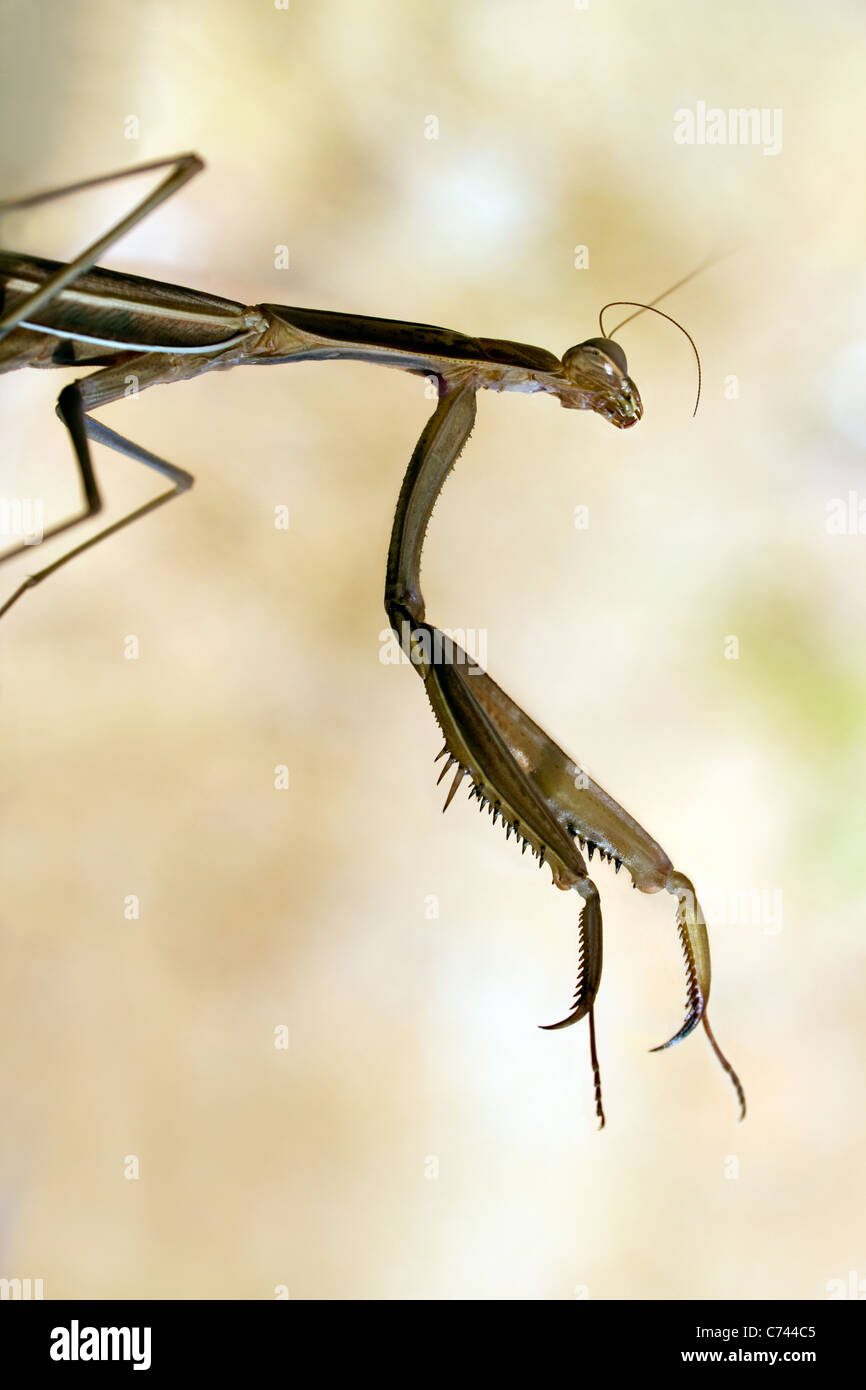 Große braune betender Mantis, Archimantis latistyla Stockfoto