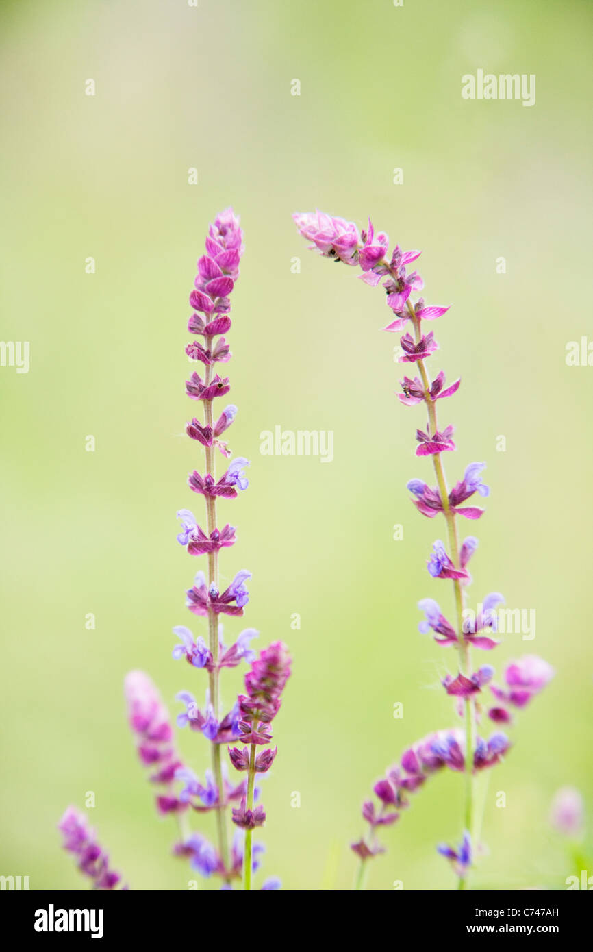 Wilder Salbei Salvia Ungarn PL002034 Stockfoto