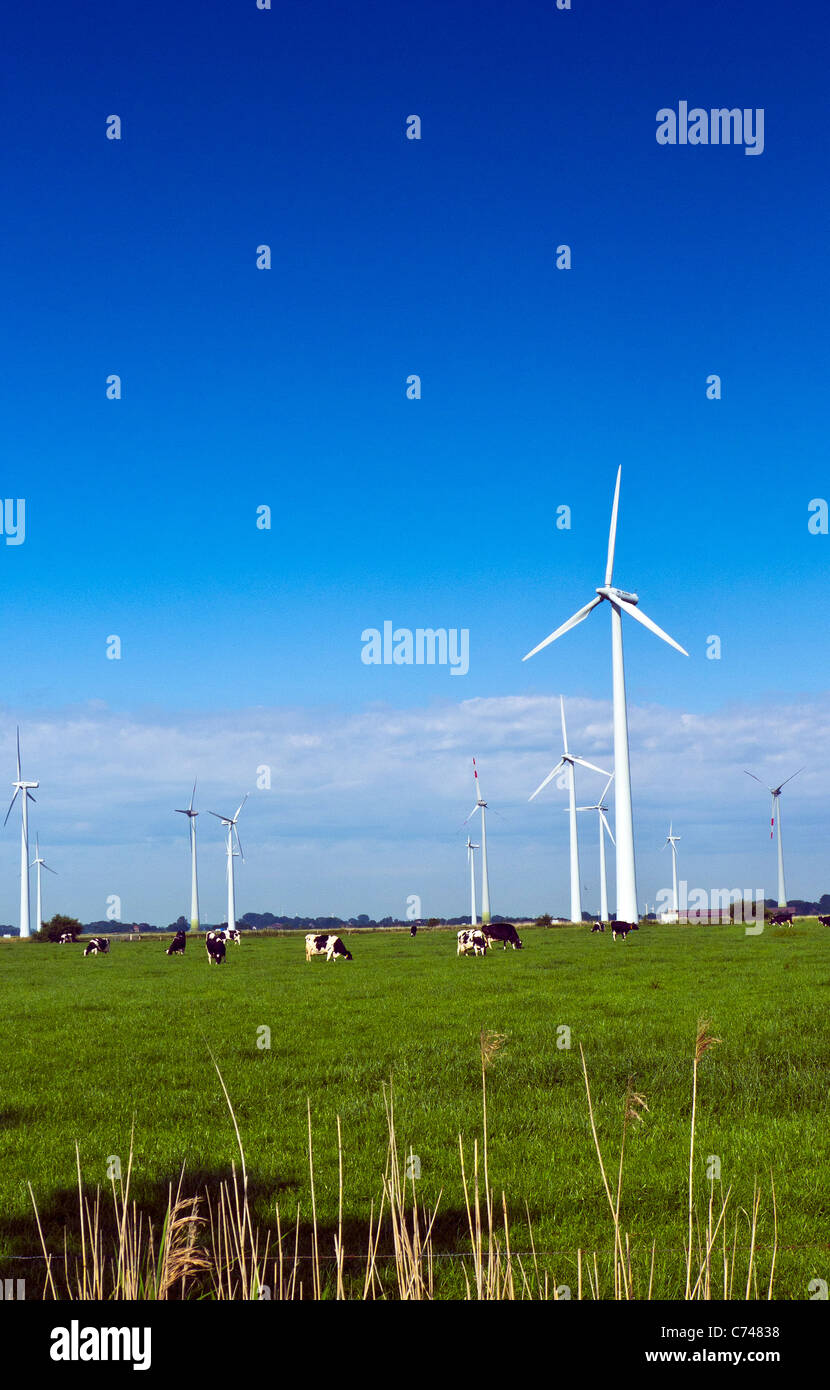 Grasende Kühe auf einem Feld unter Windgeneratoren an einem Windpark in der Nähe von Grimmens, Deutschland Stockfoto