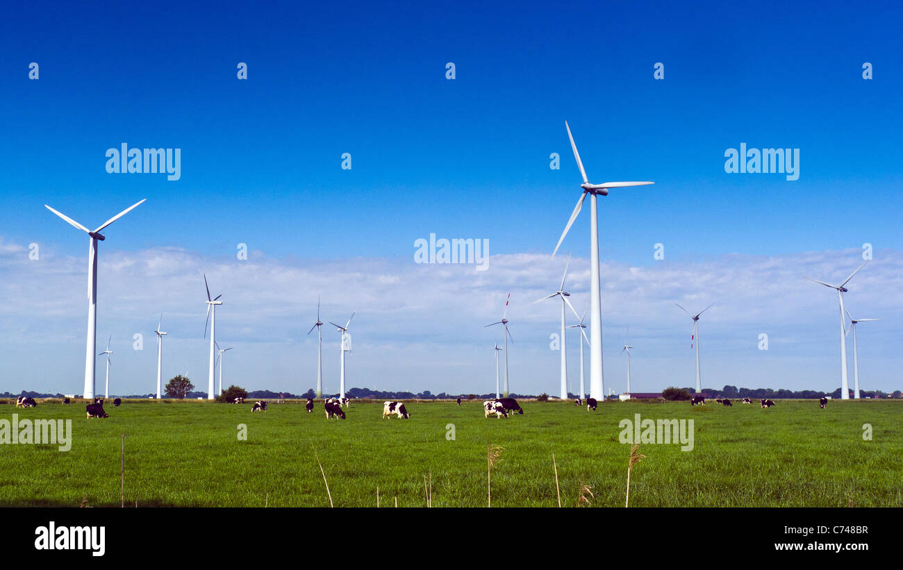 Grasende Kühe auf einem Feld unter Windgeneratoren an einem Windpark in der Nähe von Grimmens, Deutschland Stockfoto