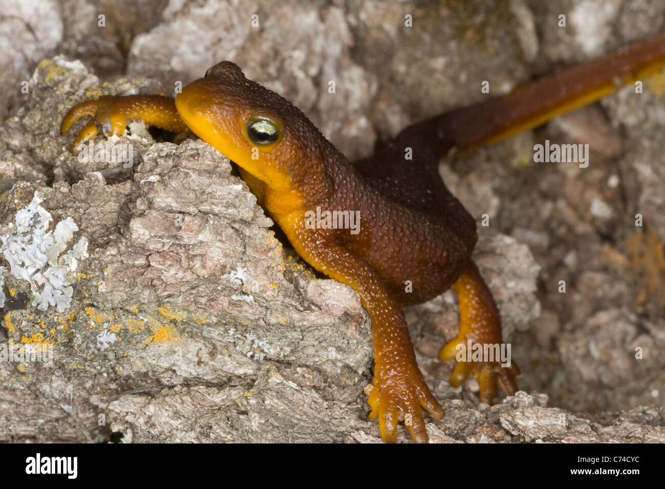 Kalifornien Newt (Taricha Torosa Torosa) sitzt auf einem Baumstumpf im tiefsten Winter, Carmel Valley CA. Stockfoto