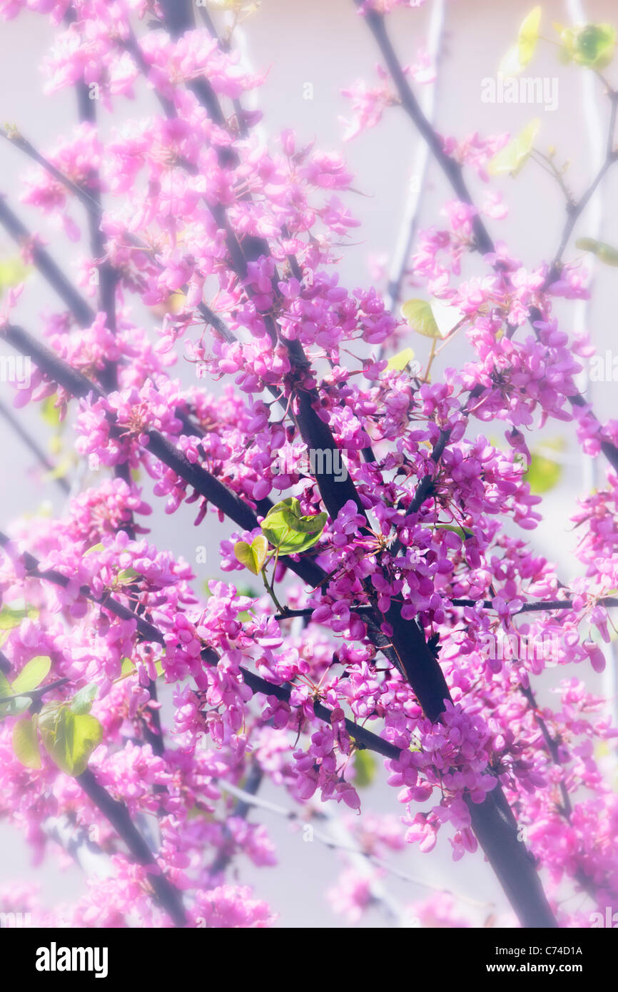Kirschblüte in voller Blüte. Südspanien. Stockfoto