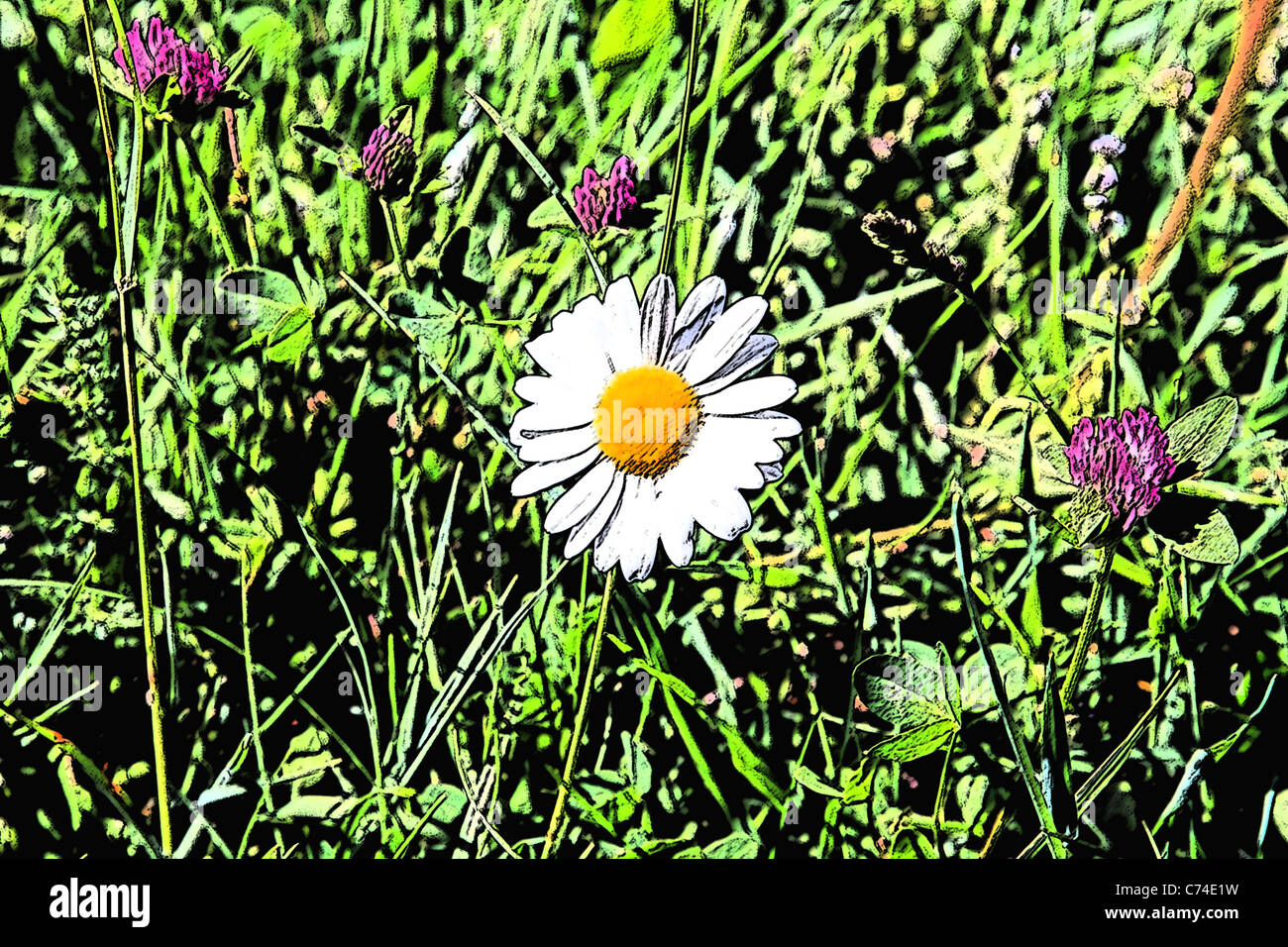 Digital veränderten Bild ein Gänseblümchen Stockfoto