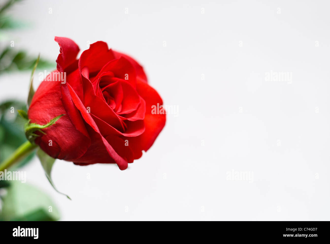 Perfekte einzelne rote rose vor neutralem Hintergrund Stockfoto