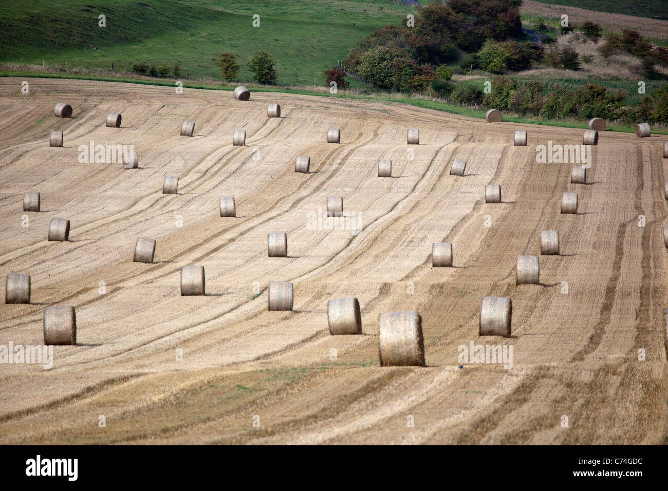 Abgeernteten Weizenfeld mit Rundballen oder Räder von Heu Stockfoto