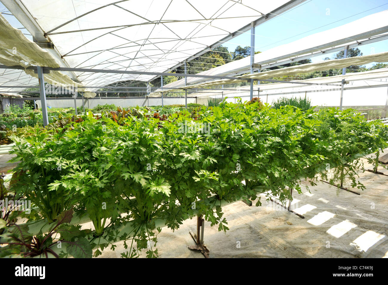 Herstellung von grünem Blattgemüse in Currumbin Valley Queensland Australien Sellerie Hydroponische Garten Stockfoto