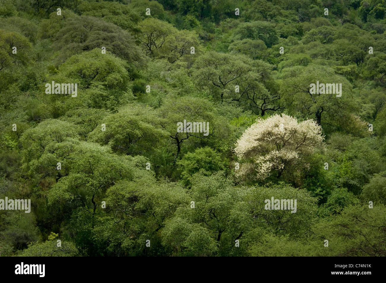 Afrika, Tansania, Ngorongoro Krater-Acacia in voller Blüte unter anderen Akazien Stockfoto