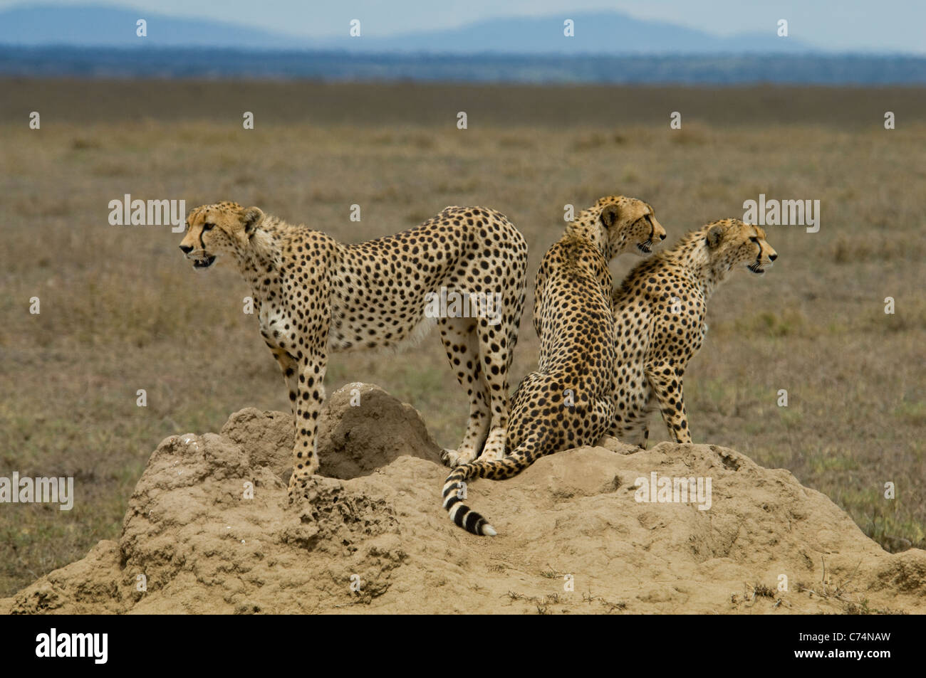 Afrika, Tansania, Serengeti-drei Geparden auf Termite mound Stockfoto