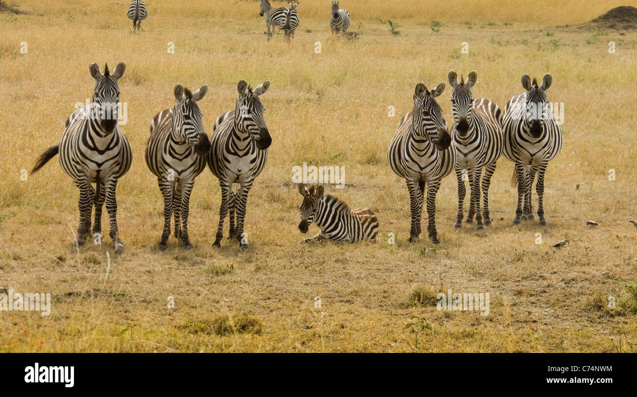 Kenia, Masai Mara-Burchell-Zebras stehen auf beiden Seiten der Fohlen, die Festlegung Stockfoto