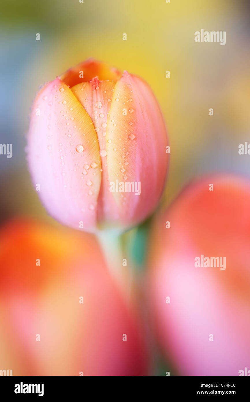 Nahaufnahme von Tau bedeckt orange Tulpen im Frühling Stockfoto