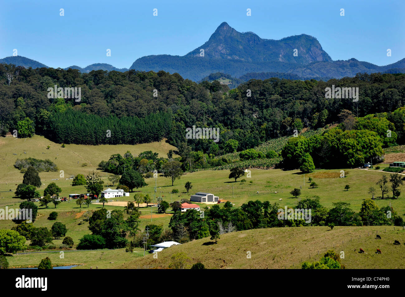 Sub-tropischen Landwirtschaft Land in der Nähe von Murwillumbah Australien Stockfoto