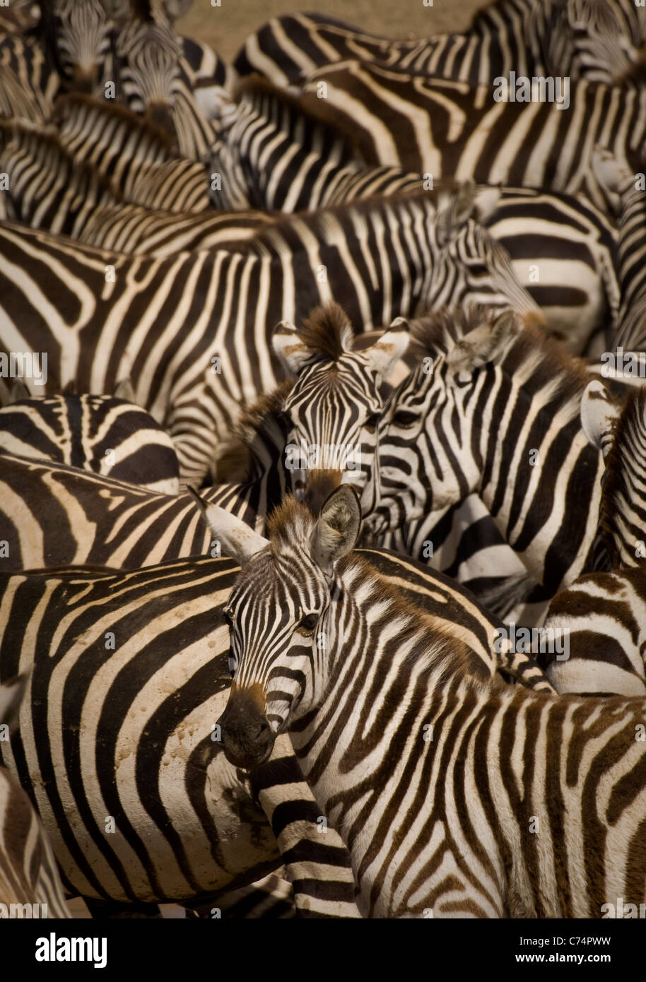 Afrika, Tansania, Serengeti-Burchell-Zebras drängten sich zusammen im Wasserloch Stockfoto