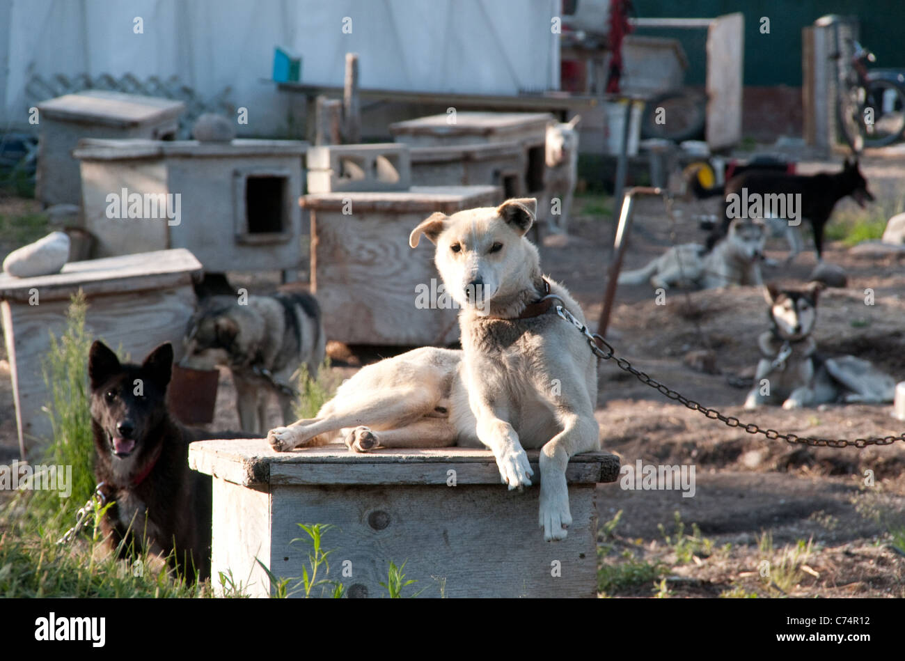 Hunde eines Hundeschlittenrennteams, die sich im Sommer in einem Zwinger in der Nähe der Hudson Bay-Stadt Churchill, Manitoba, Kanada, bei ihren Häusern ausruhen. Stockfoto
