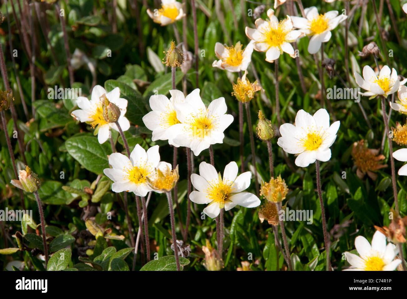 Arktische Dryade, auch bekannt als "weiße Avens" oder "weiße Drayas", in voller Blüte im Sommer in der Tundra der nördlichen Manitoba, Kanada. Stockfoto