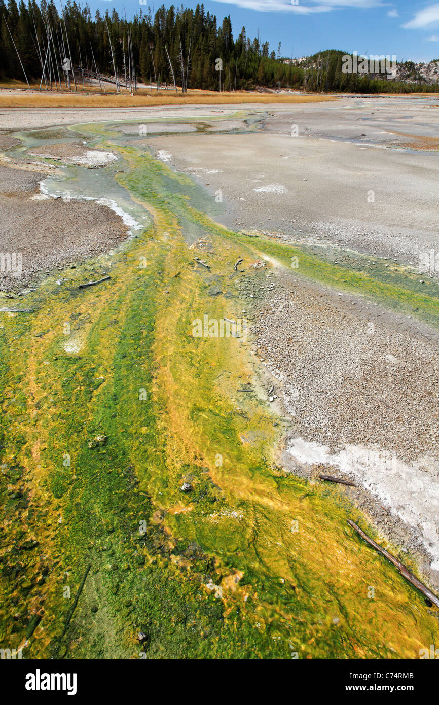 Grüne und gelbe Algen im Geysir-Abfluss-Stream mit Norris Geyser Basin, Yellowstone-Nationalpark, Wyoming, USA Stockfoto