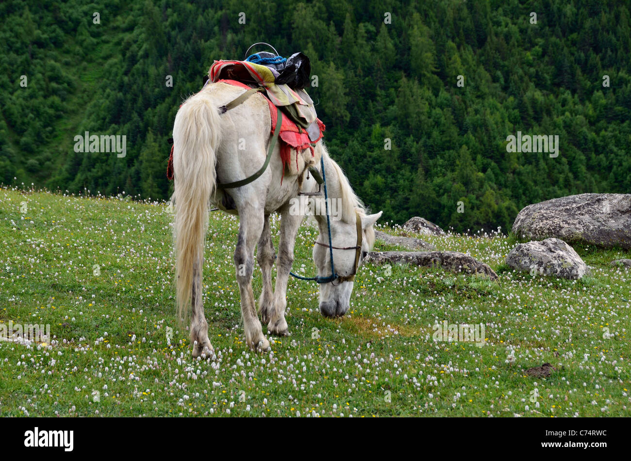 Ein weißes Pferd Weiden auf Rasen im Sigunian Shan Nature Reserve. Sichuan, China. Stockfoto