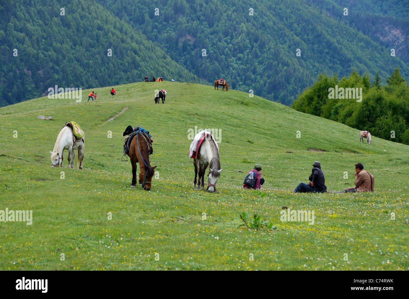 Pferde und Reiter eine Pause Sigunian Shan Nature Reserve. Sichuan, China. Stockfoto