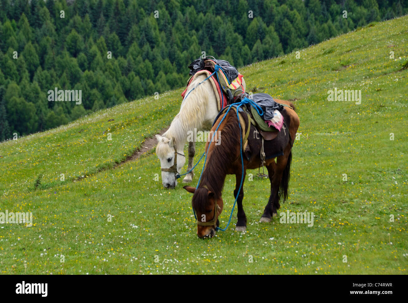 Zwei Pferde weiden auf Rasen im Sigunian Shan Nature Reserve. Sichuan, China. Stockfoto