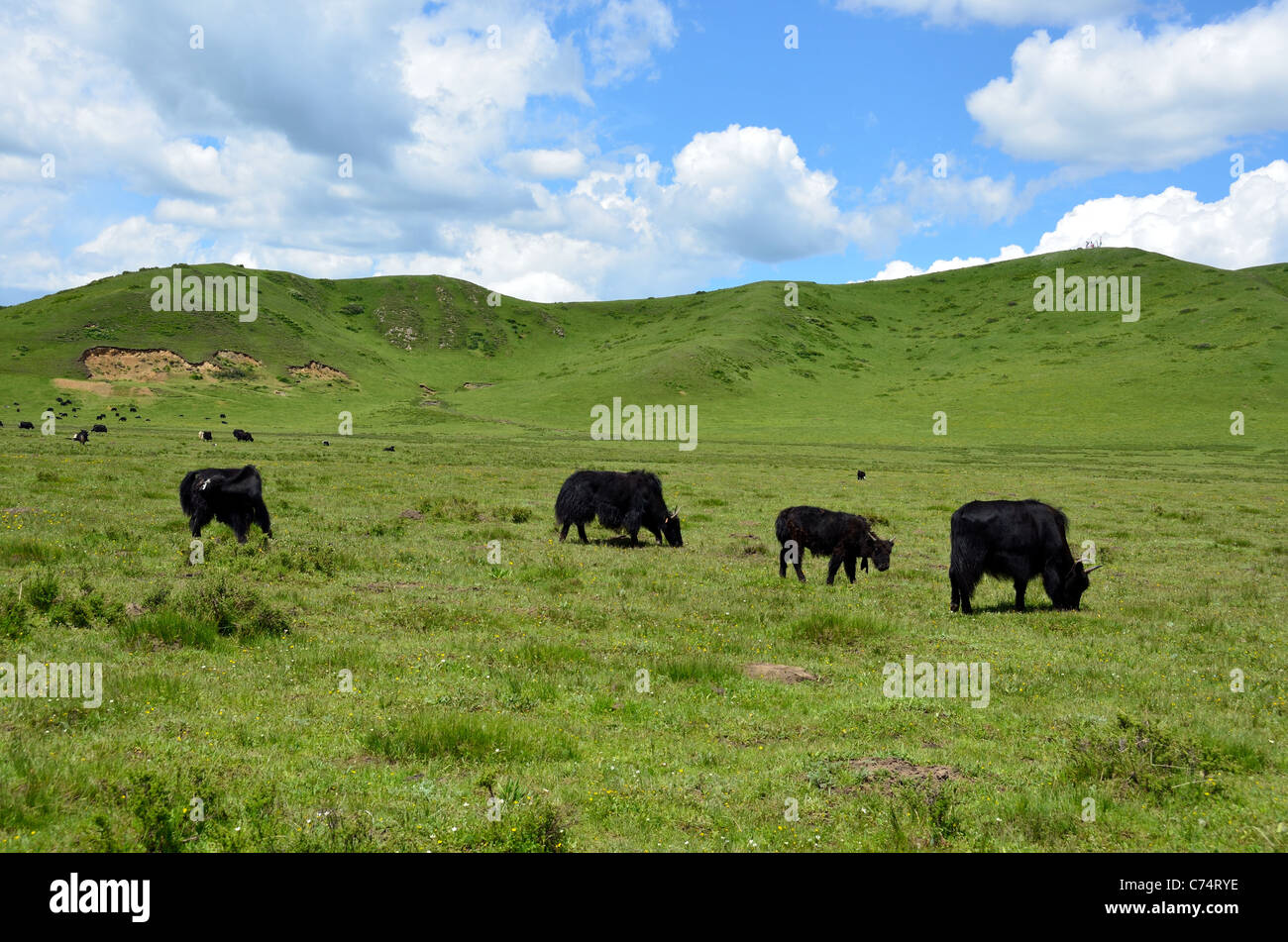 Tibetan Yak auf grünen Weiden grasen. Sichuan, China. Stockfoto