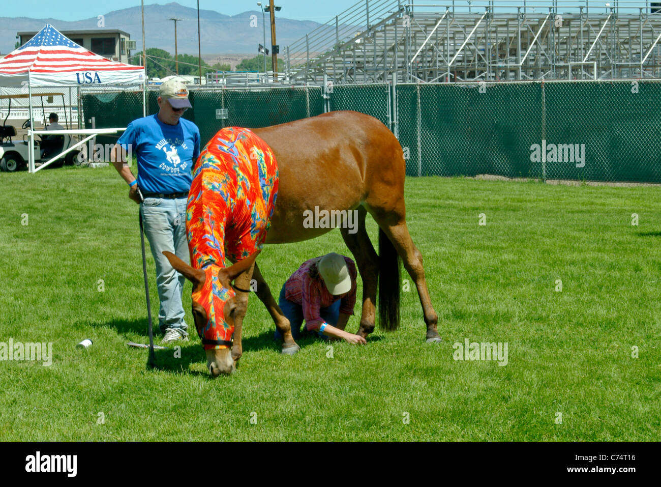 USA, California, Bischof 37. Maultier-Tage, nach dem Bad 2006 Primping Stockfoto