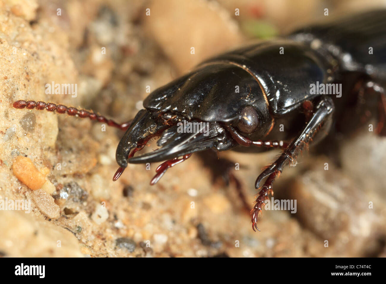 Skarabäus-Käfer (Scarites Subterraneus) am Boden. Stockfoto