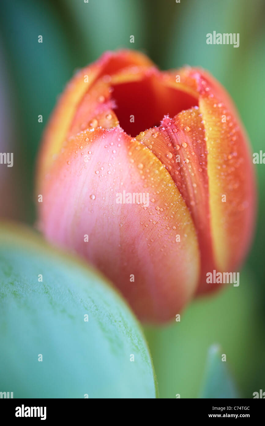 Nahaufnahme einer Tau bedeckten orange Tulpe im Frühjahr Stockfoto