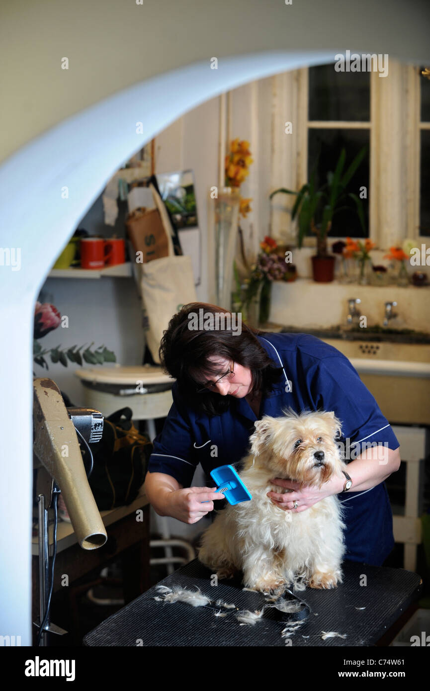 Ein Cairn-Terrier Hund an eine Pflege Salon-UK Stockfoto
