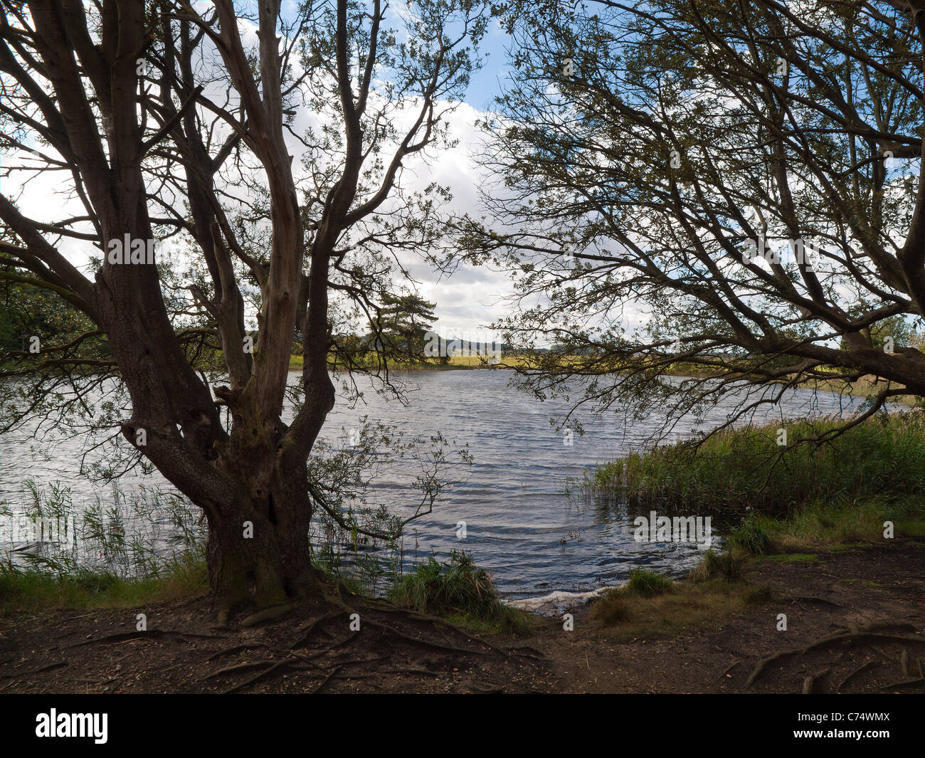 Das Salz Pool im Holkham Naturreservat, obwohl in einiger Entfernung vom Meer ist Salzwasser und unterstützt das Meeresleben Stockfoto