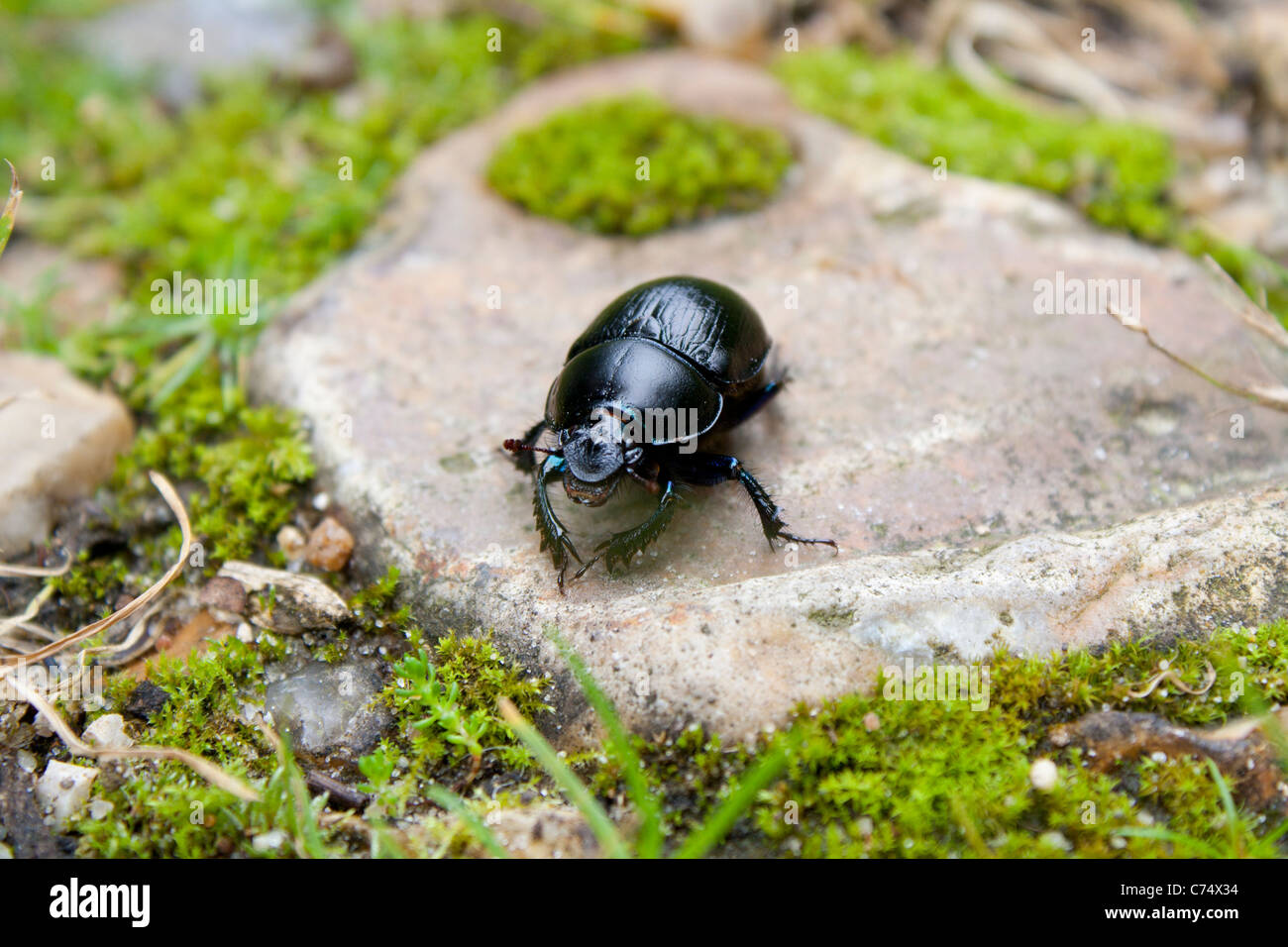 Schwarze Käfer auf einem Stein Stockfoto