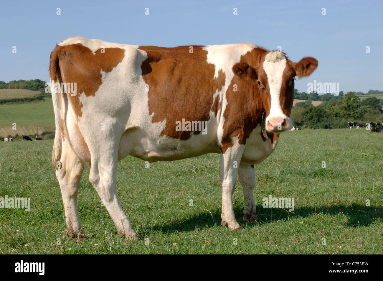 Roten & weißen Friesen Milchkuh Sommer Gras, Devon Stockfoto