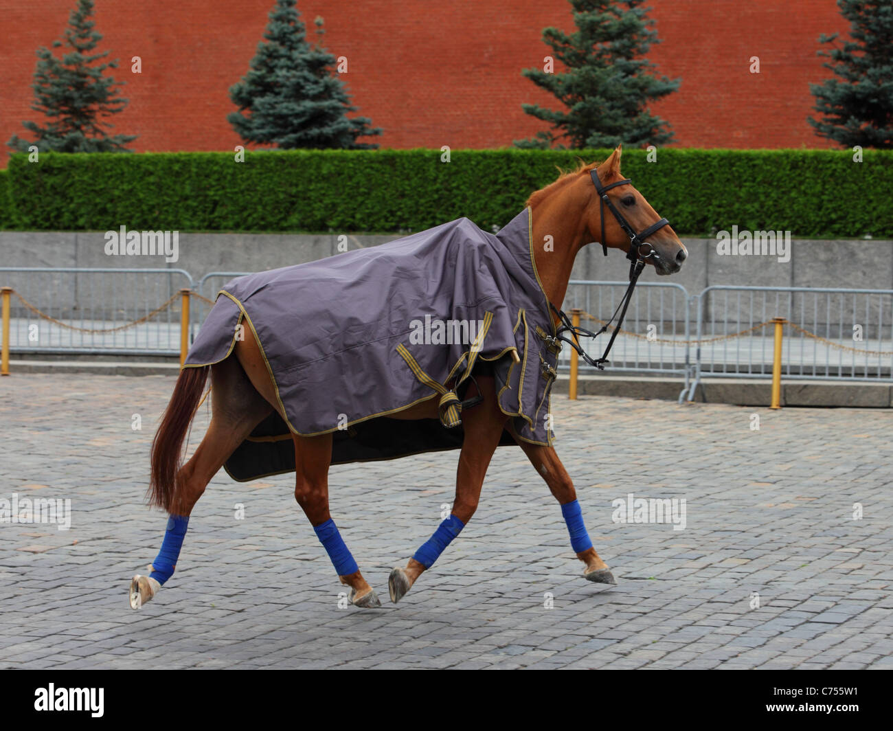Kosak Pferd weglaufen auf dem Roten Platz Stockfoto